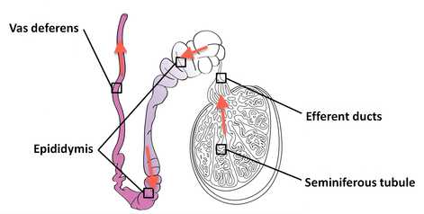 Mouse male reproductive organs